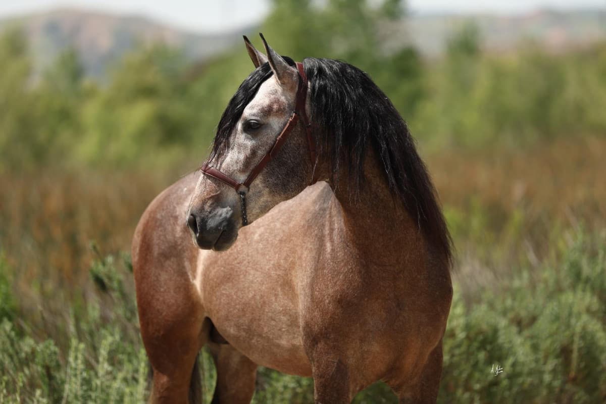 Spanish Horse Fair in California to Host Largest U.S. Andalusian Morphology Competition