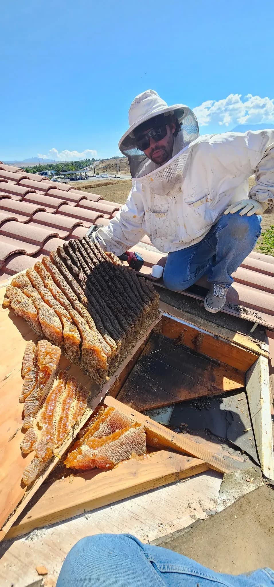 BeeSmart Bee Removal Expands Humane Hive Relocation Services in Hemet, California